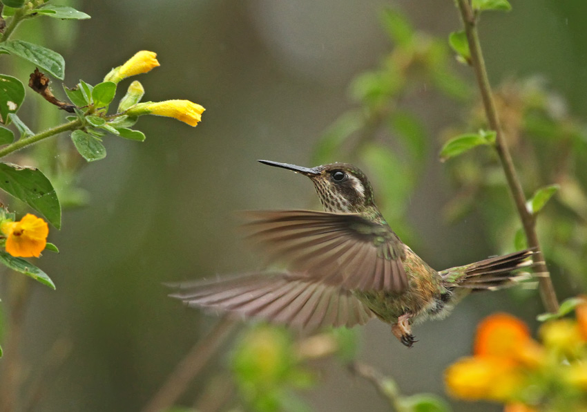 Colibrí Jaspeado