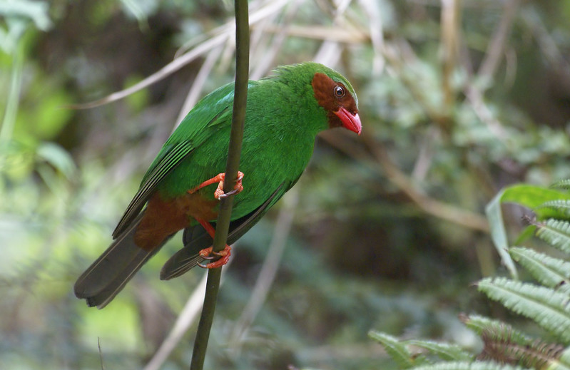 Tangara Carirroja — imagen 3