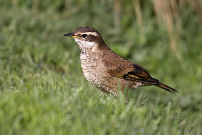 Cinclodes Alicastaño
