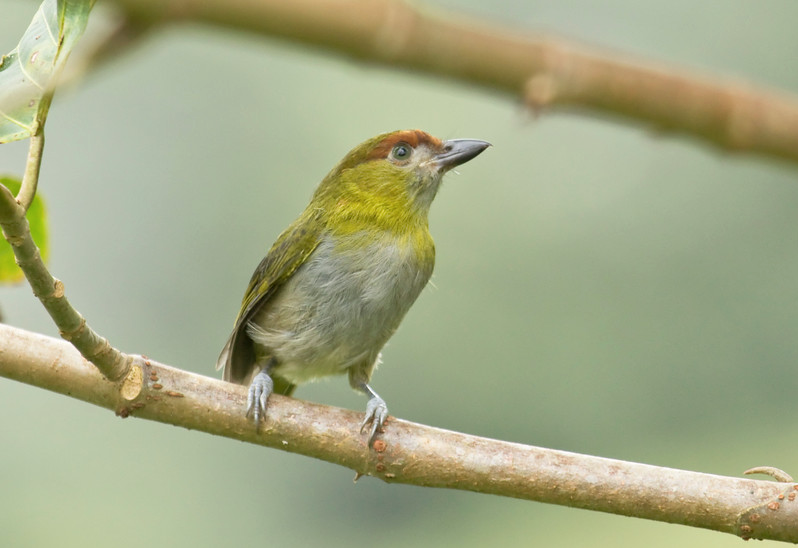 Vireón Piquinegro — imagen 4