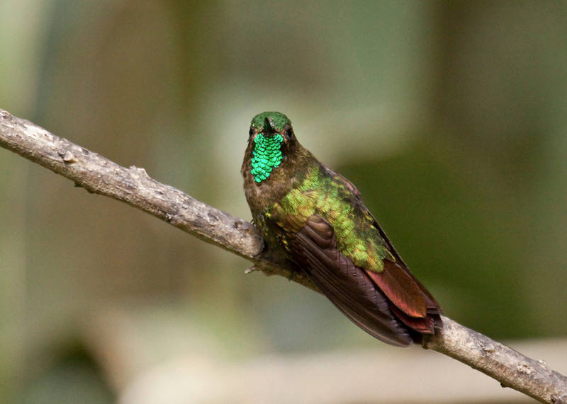 Metalura Tiria — imagen 2