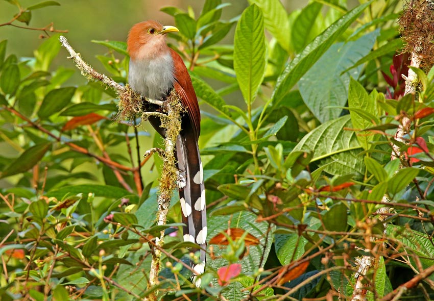Cuco Ardilla