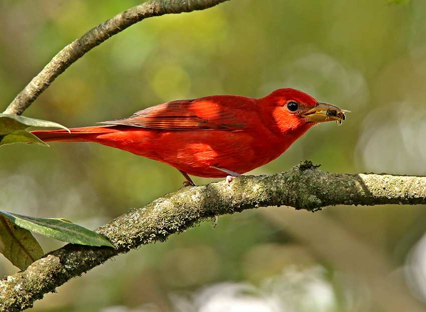 Piranga Roja