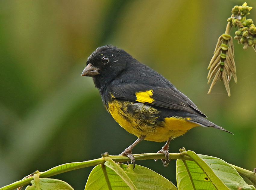 Jilguero Ventriamarillo — imagen 3