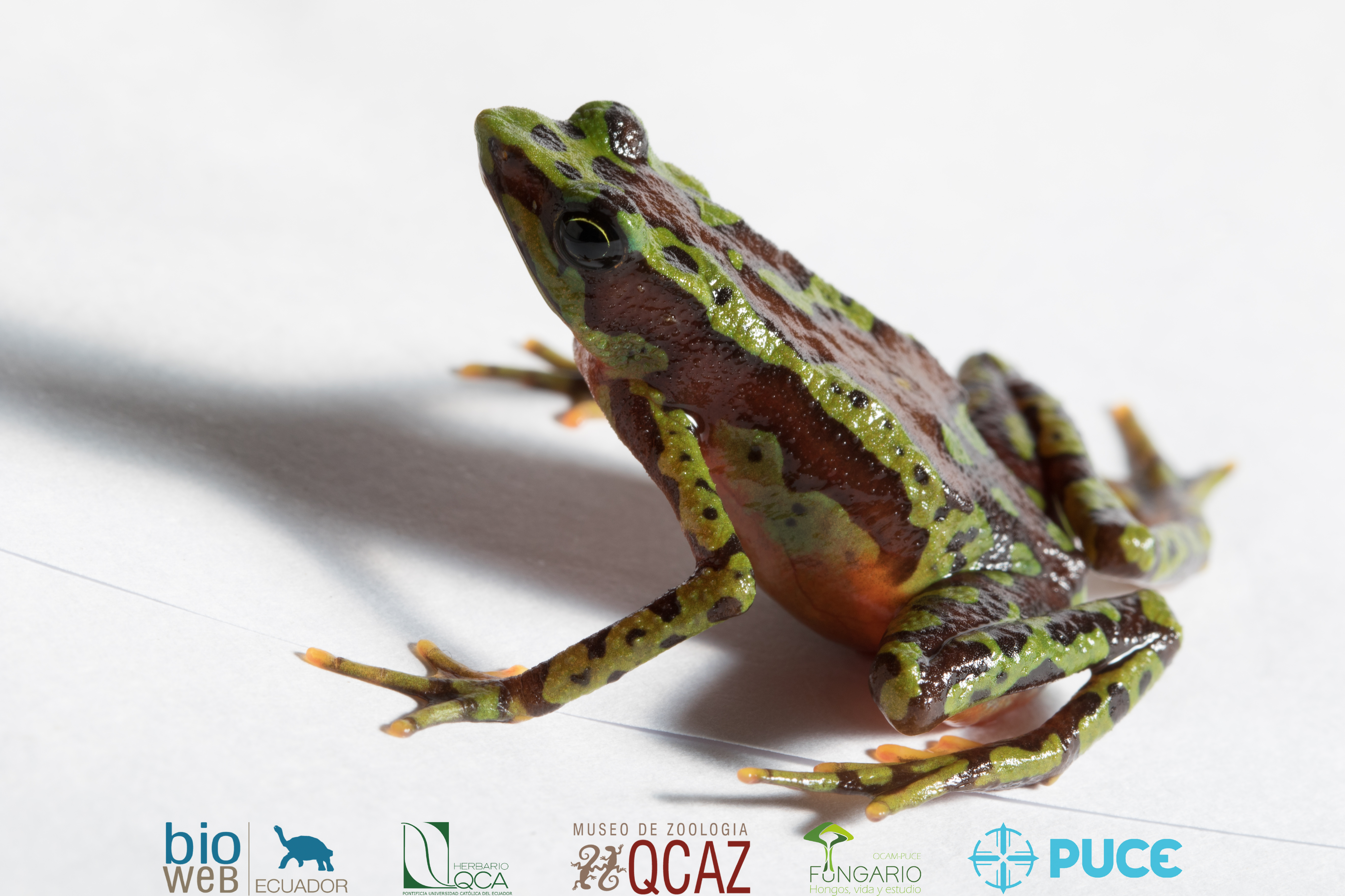 Galería Bioweb Ecuador