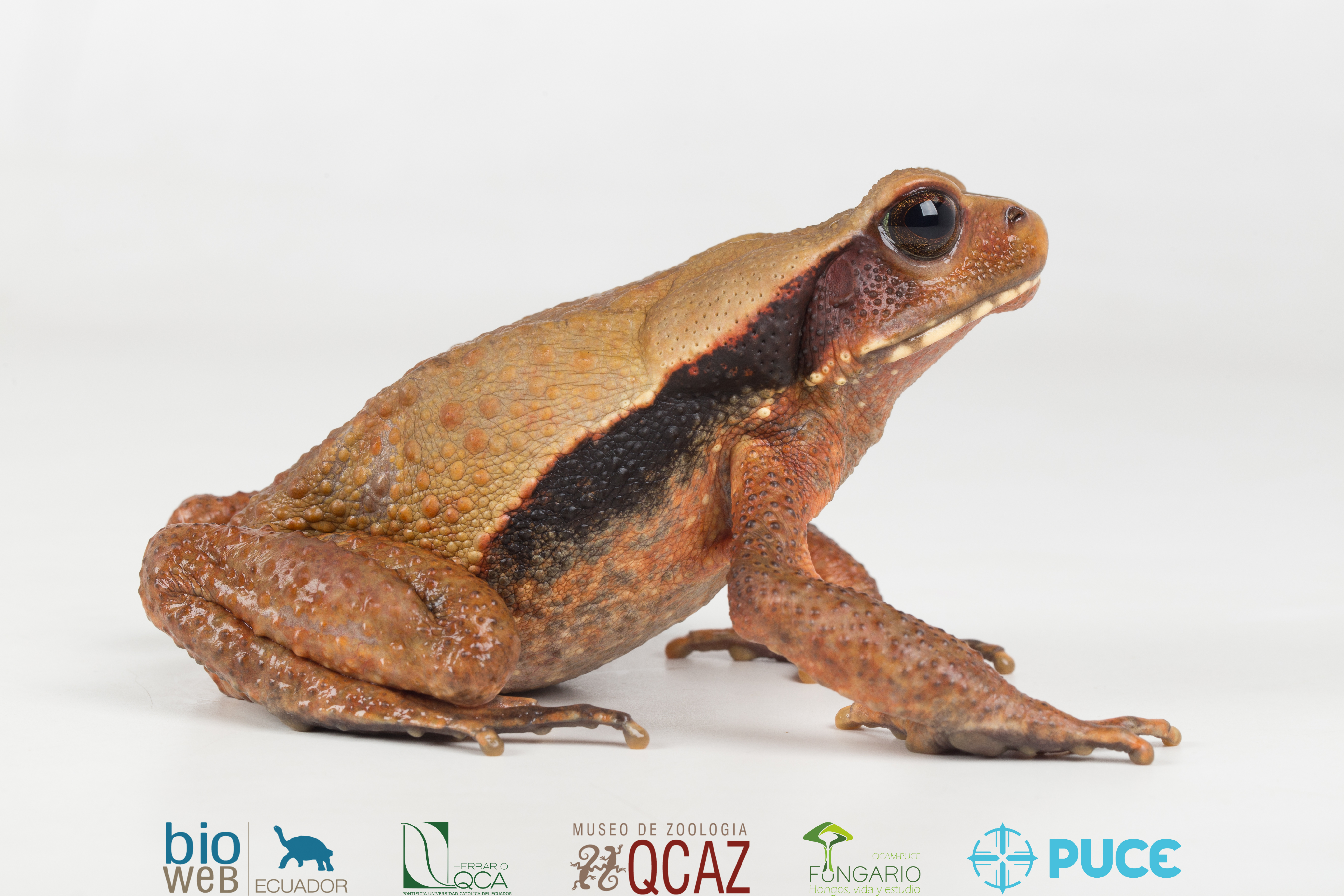 Galería Bioweb Ecuador