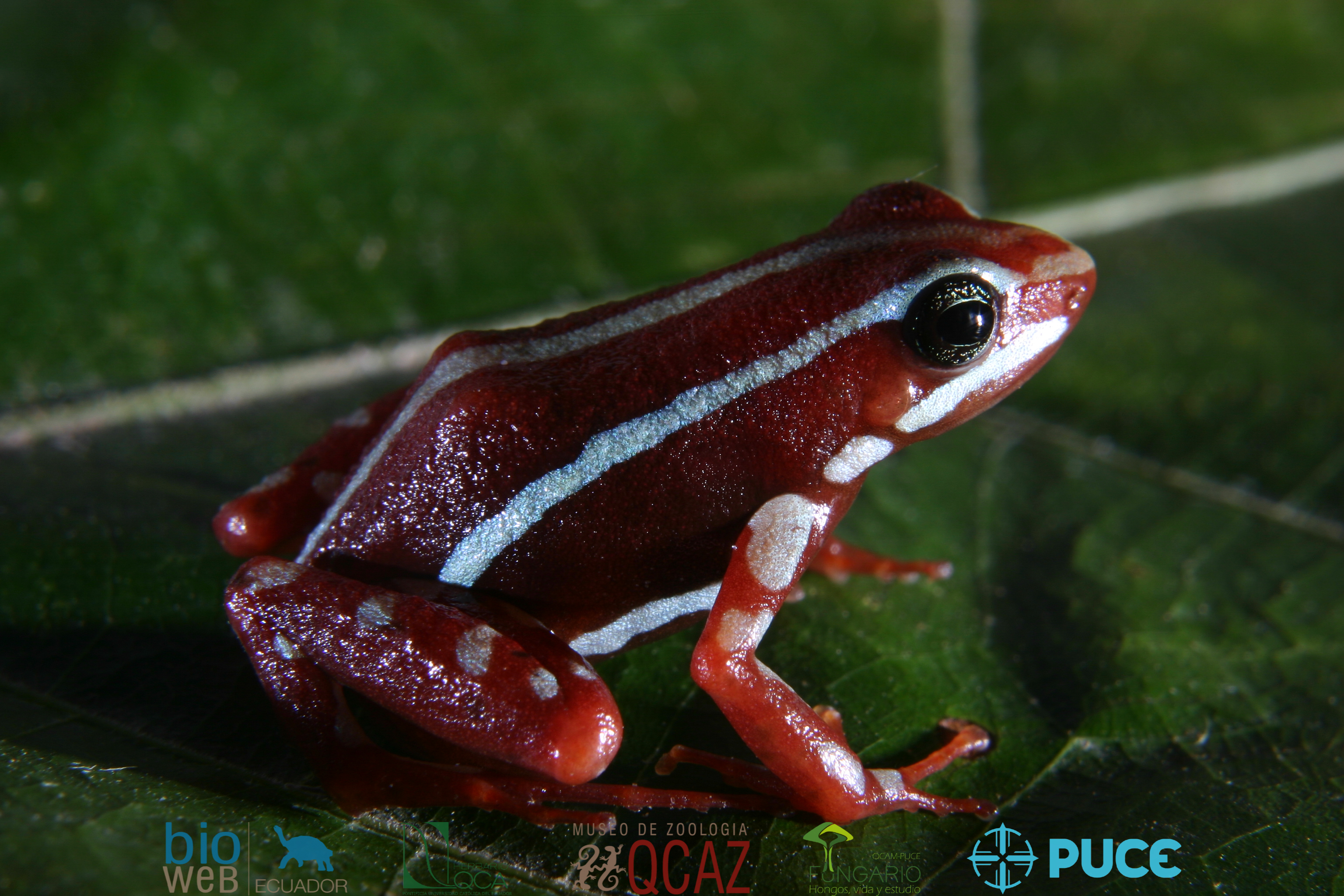 Galería Bioweb Ecuador