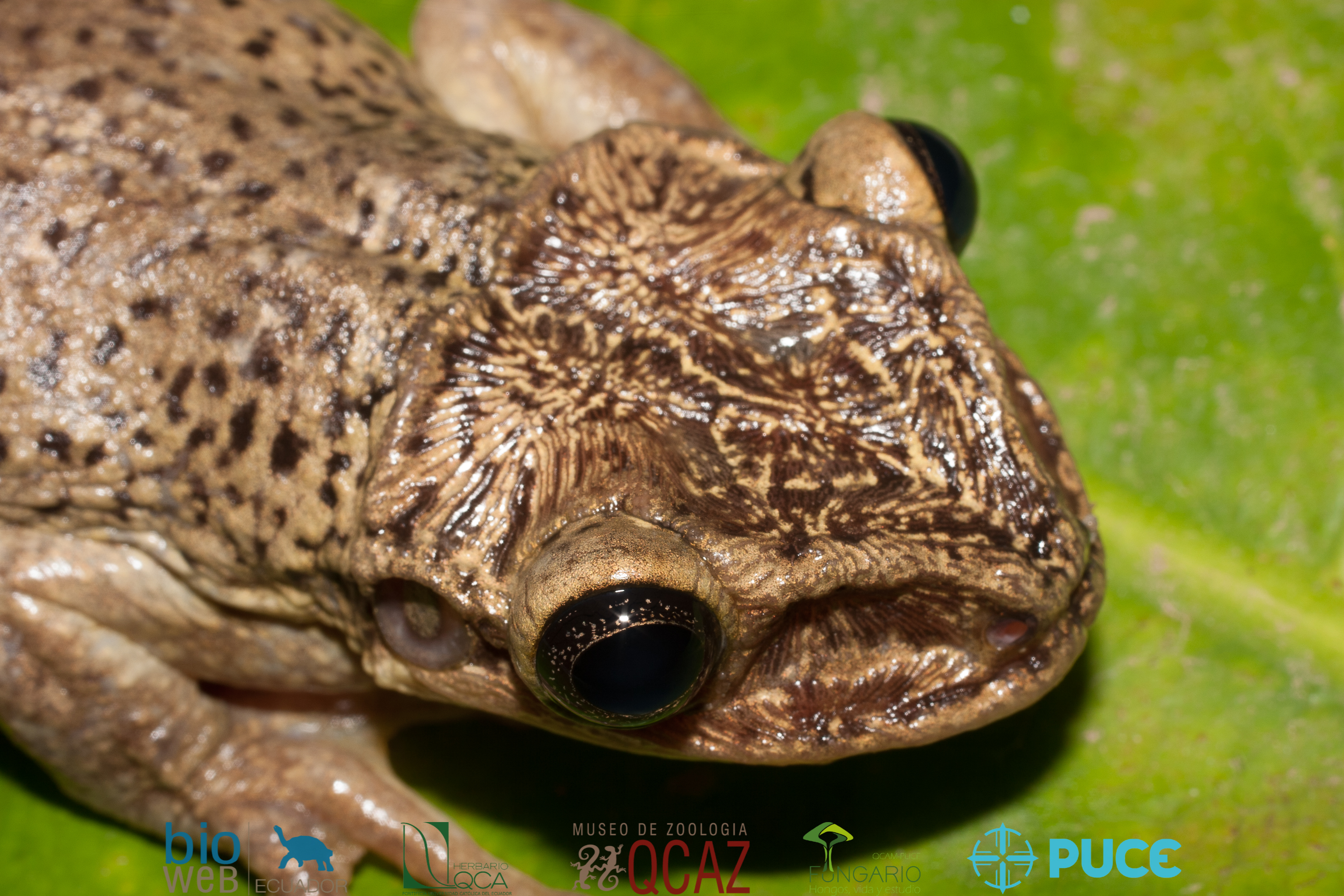 Galería Bioweb Ecuador