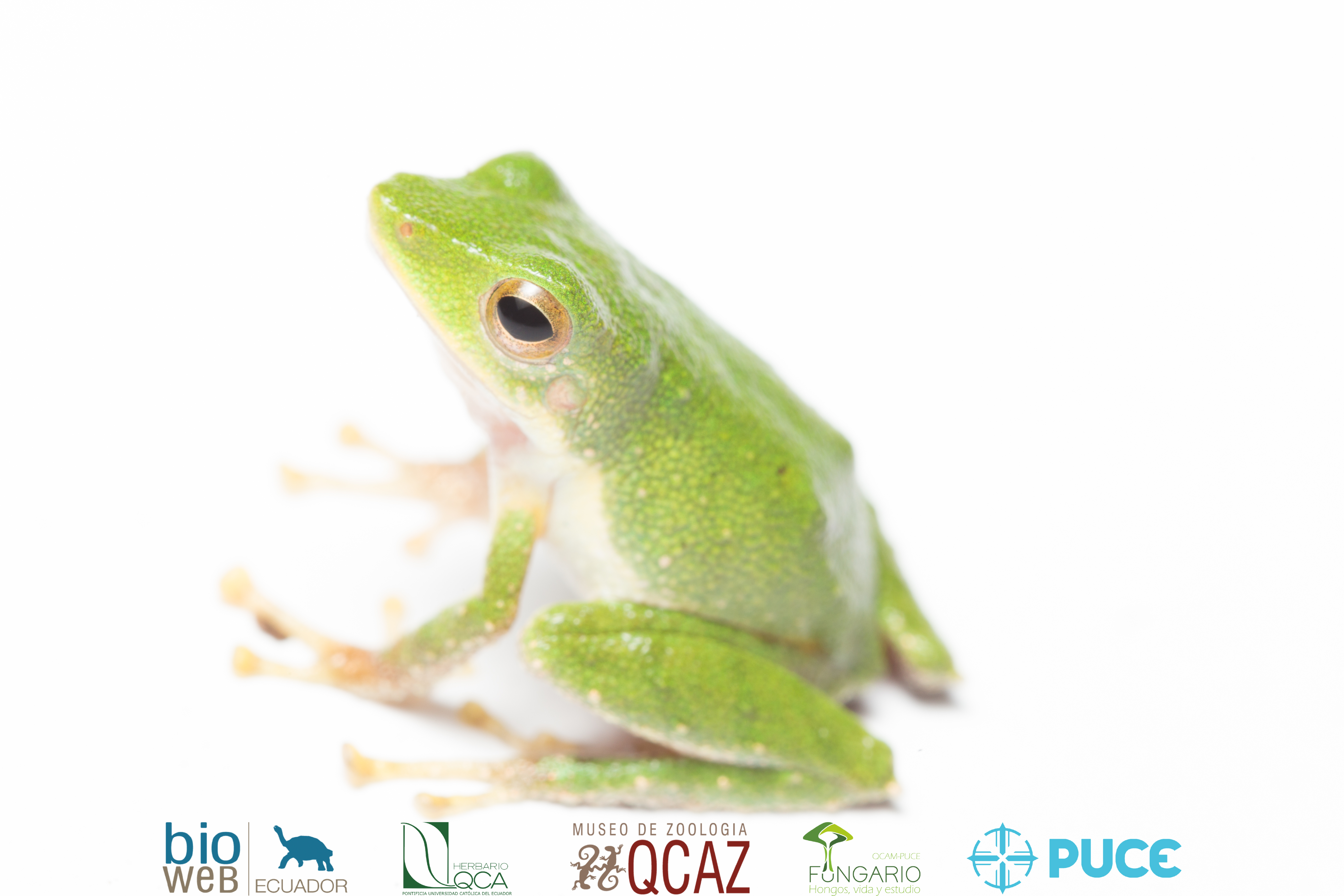 Galería Bioweb Ecuador