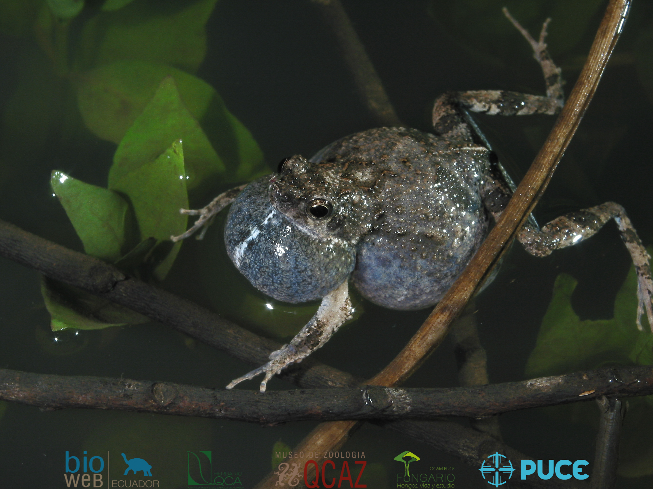 Galería Bioweb Ecuador