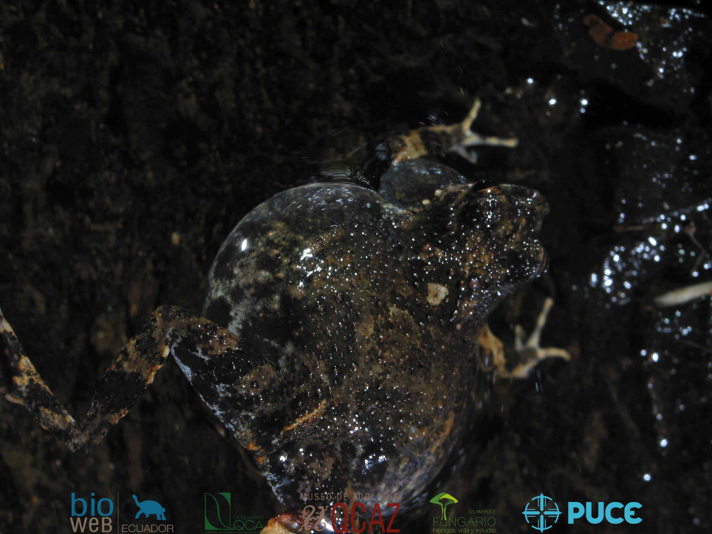 Galería Bioweb Ecuador
