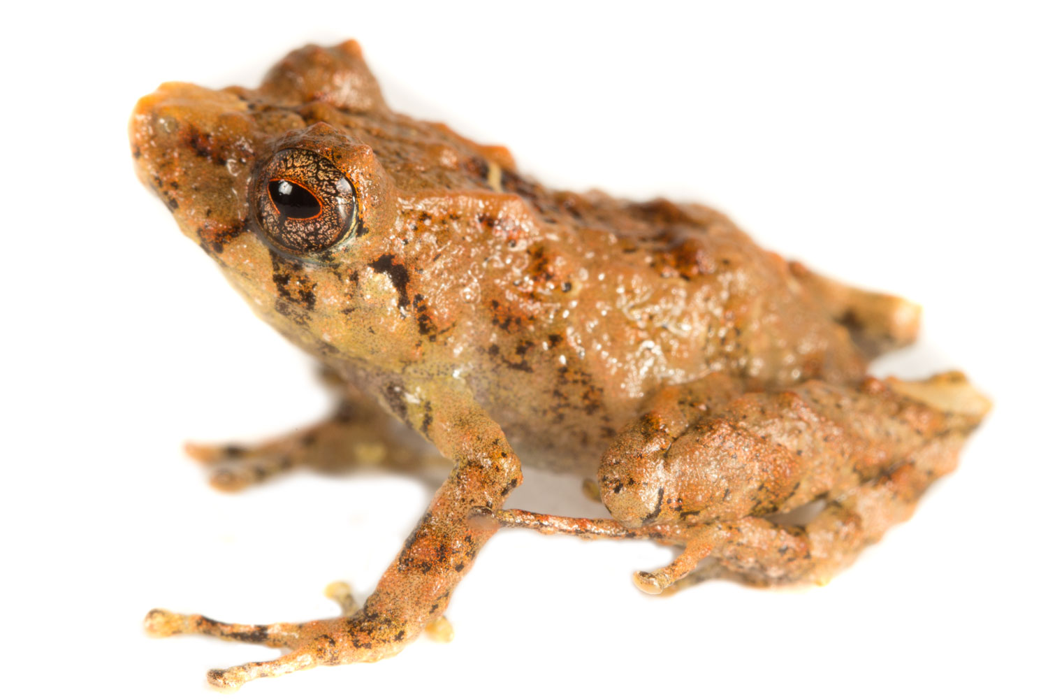 Pristimantis prolatus