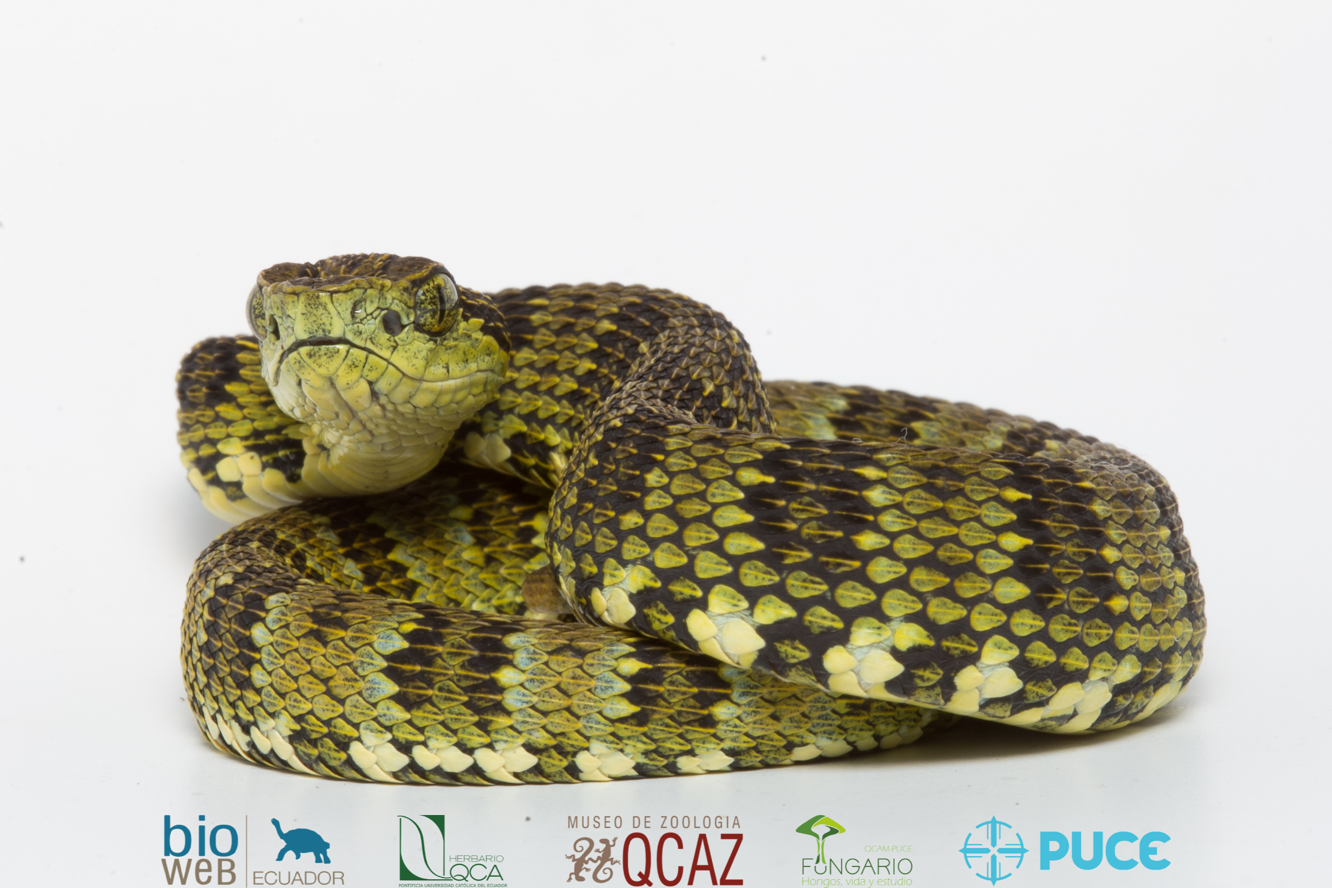 Galería Bioweb Ecuador