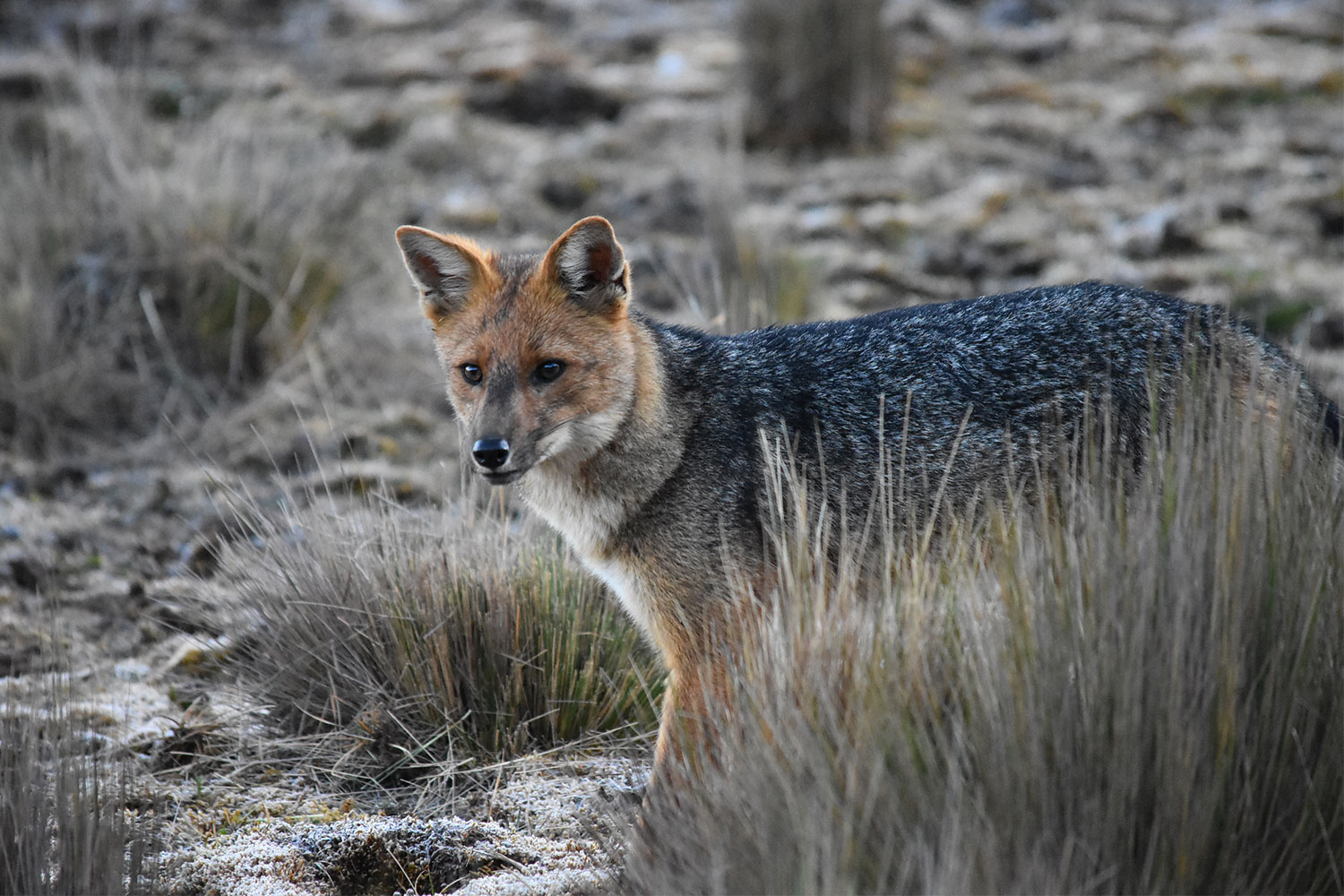 Lycalopex culpaeus