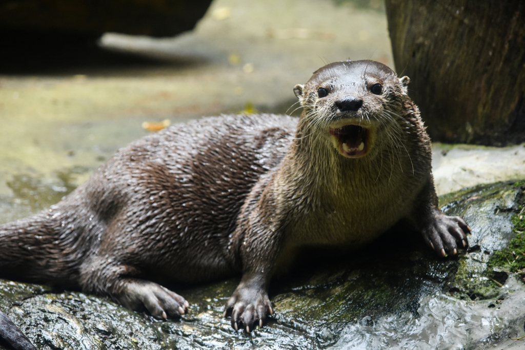 Datos de Nutria de río de américa del norte, dieta, hábitat e imágenes en