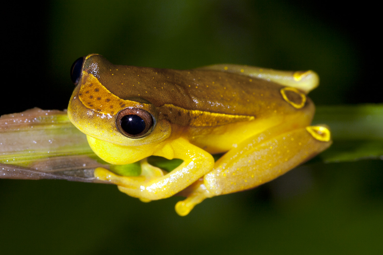 Galería Bioweb Ecuador