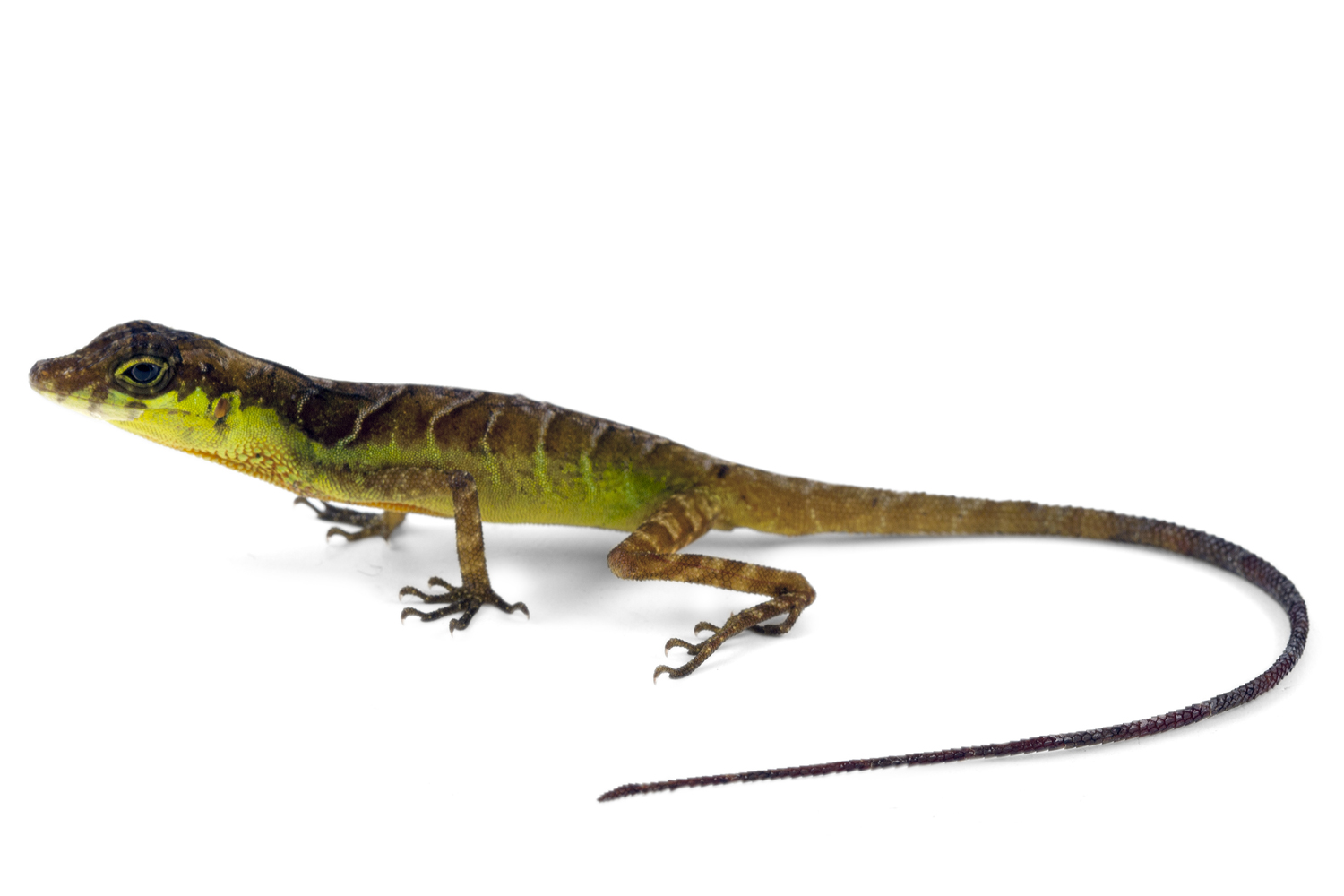 Galería Bioweb Ecuador