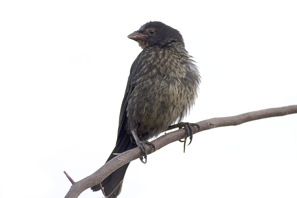 Galería Bioweb Ecuador