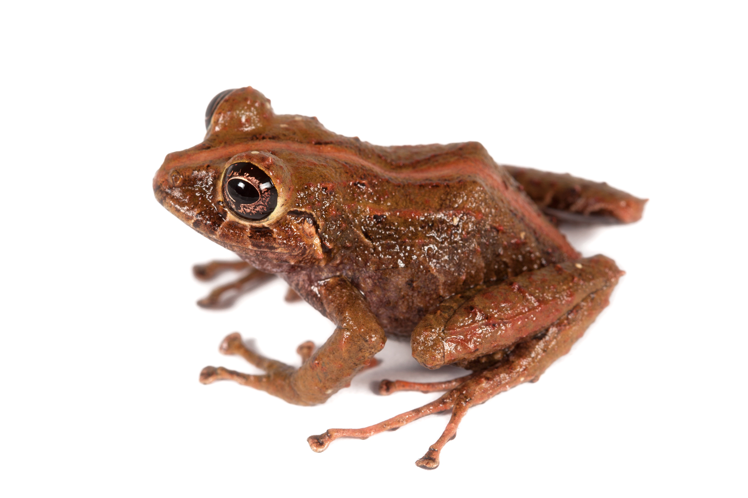 Galería Bioweb Ecuador