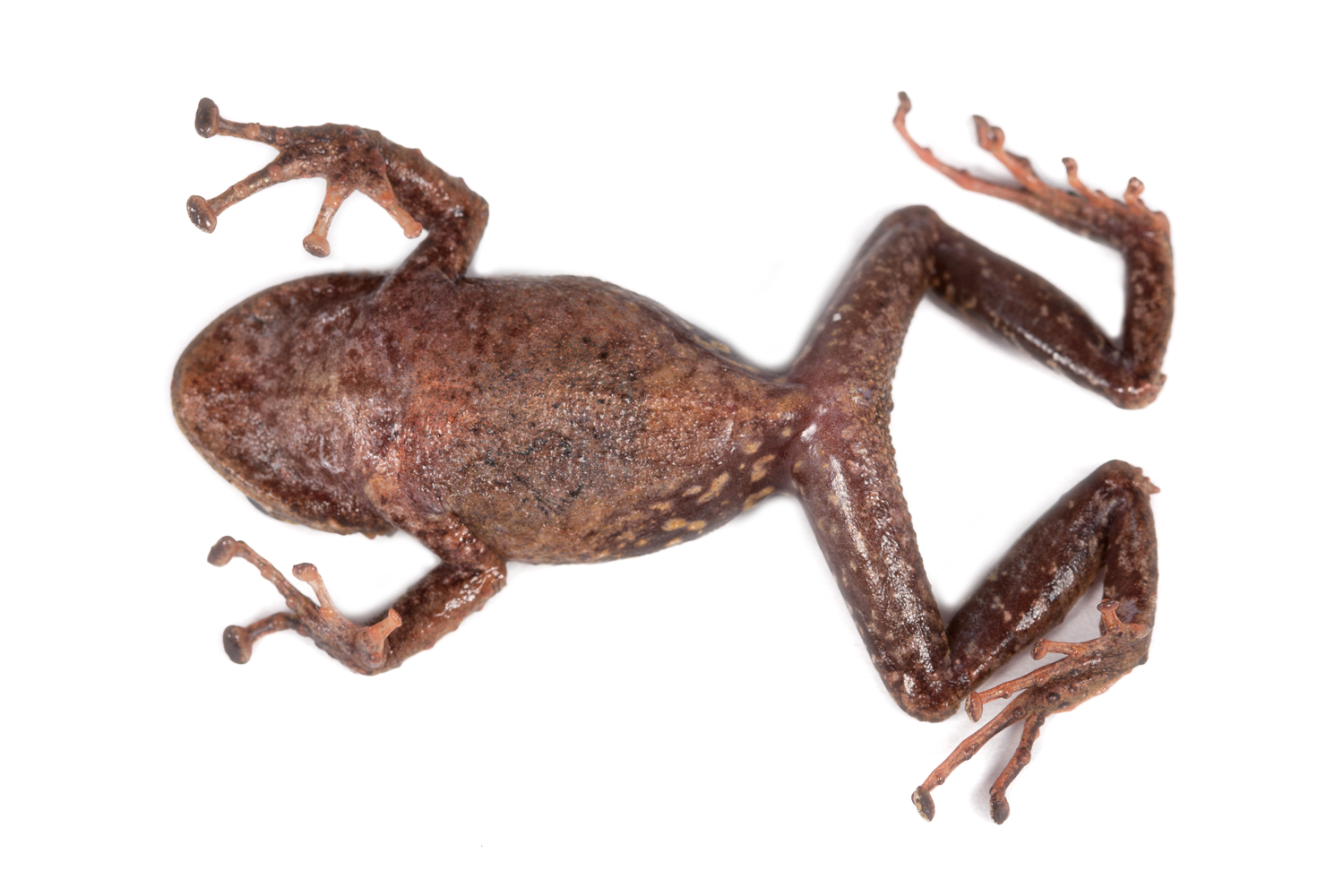 Galería Bioweb Ecuador