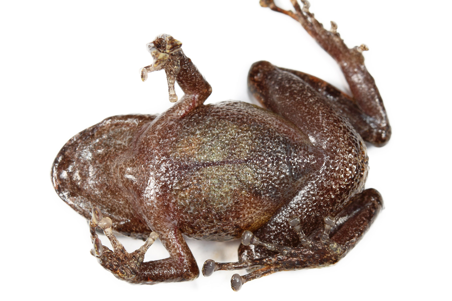 Primemantes Insect Galería Bioweb Ecuador