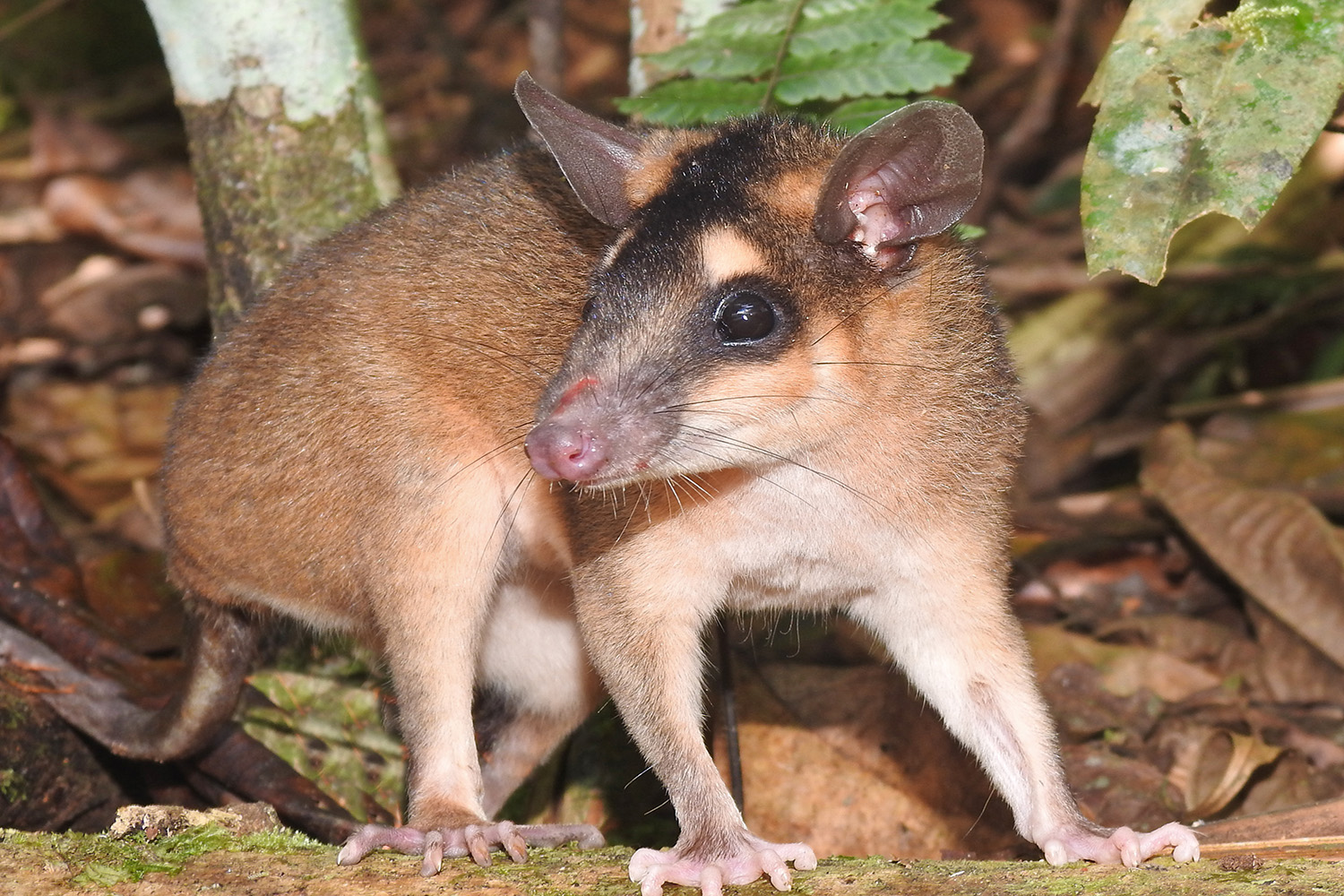 Mammals