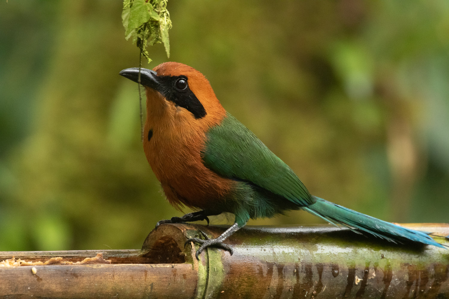 Galería Bioweb Ecuador