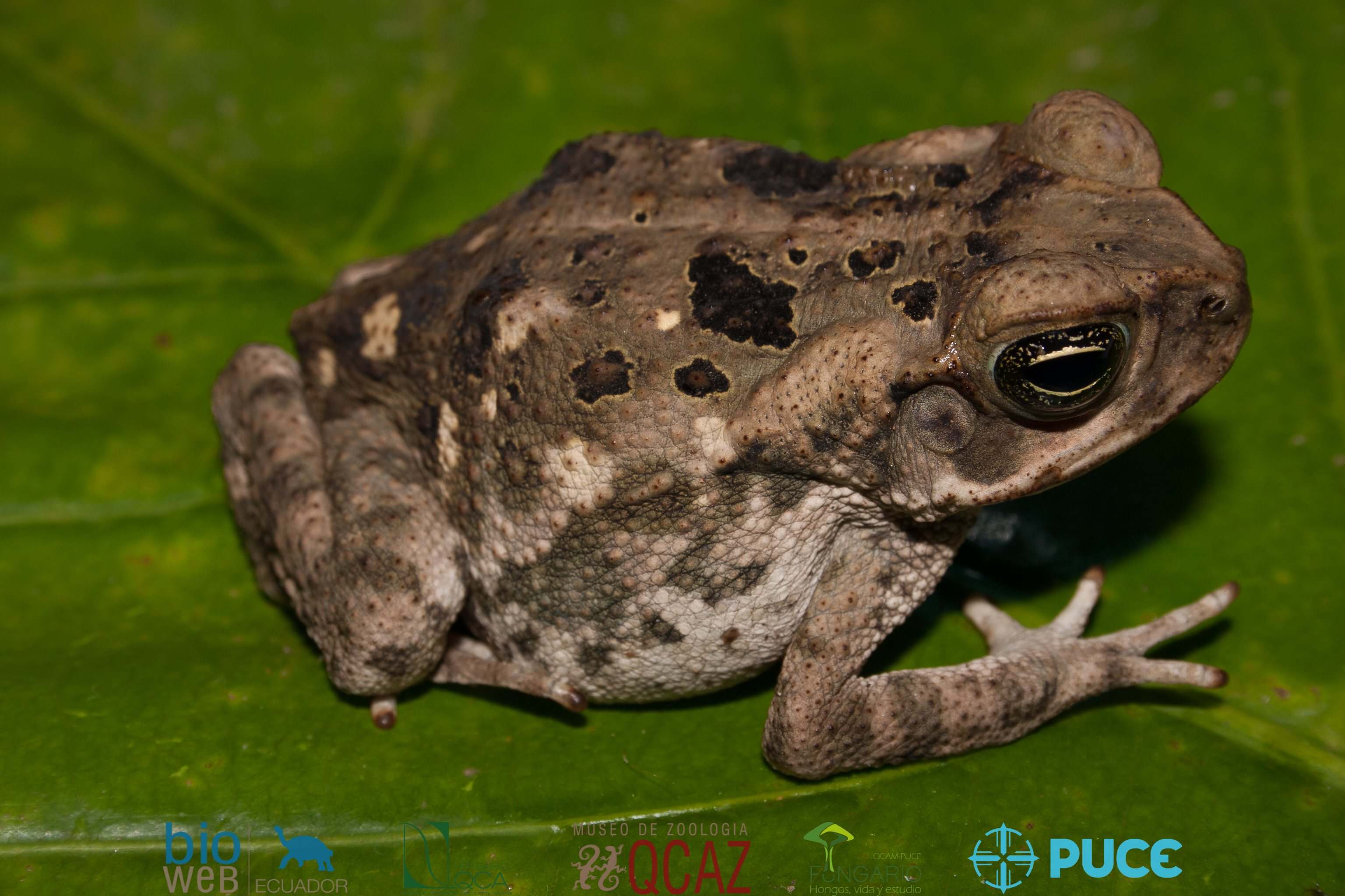 Galería Bioweb Ecuador