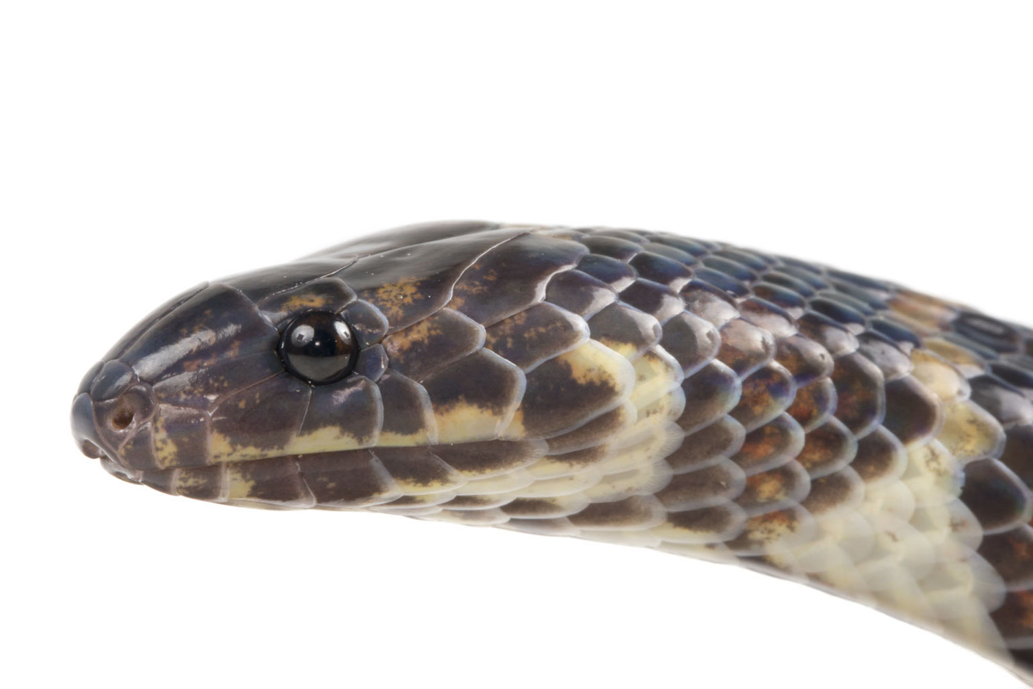 Monstruo Equidna Griego Atractus Typhon