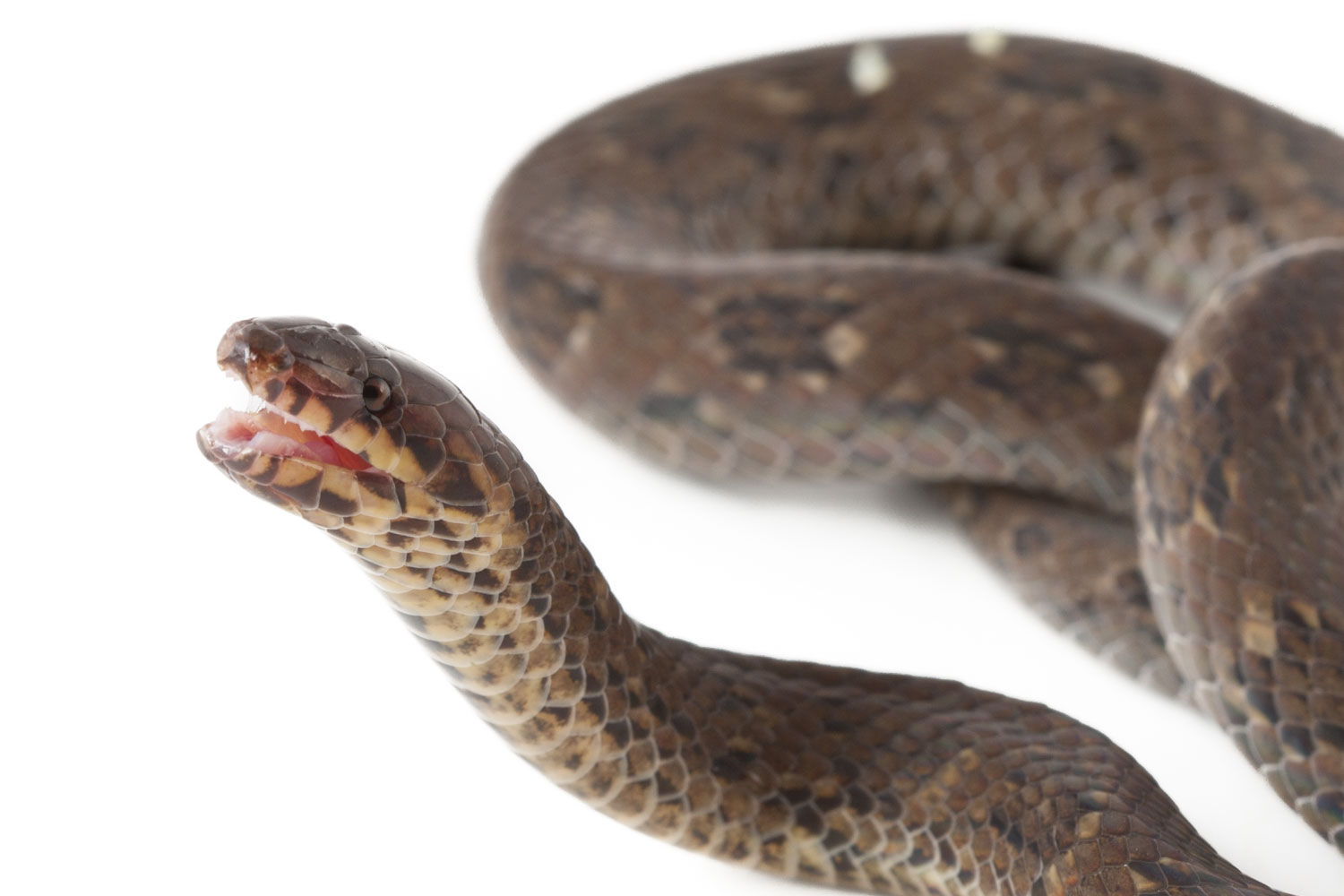 Reptiles del Ecuador