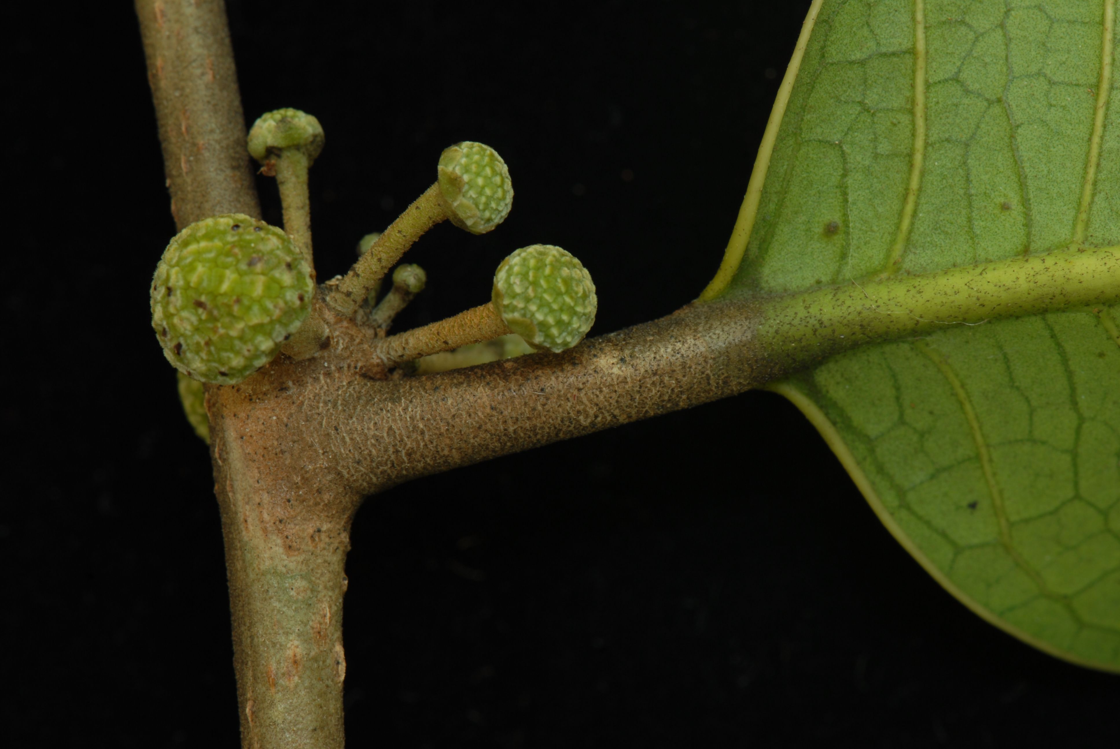 Calophylla Árboles de Yasuní - Ecuador