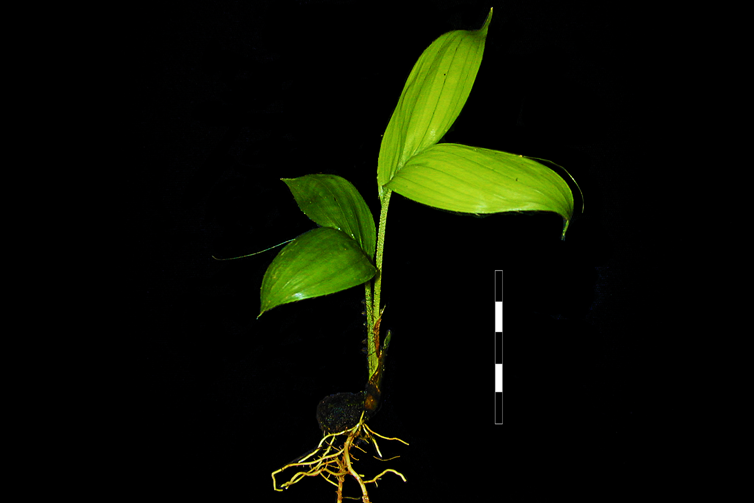 Árboles de Yasuní - Ecuador