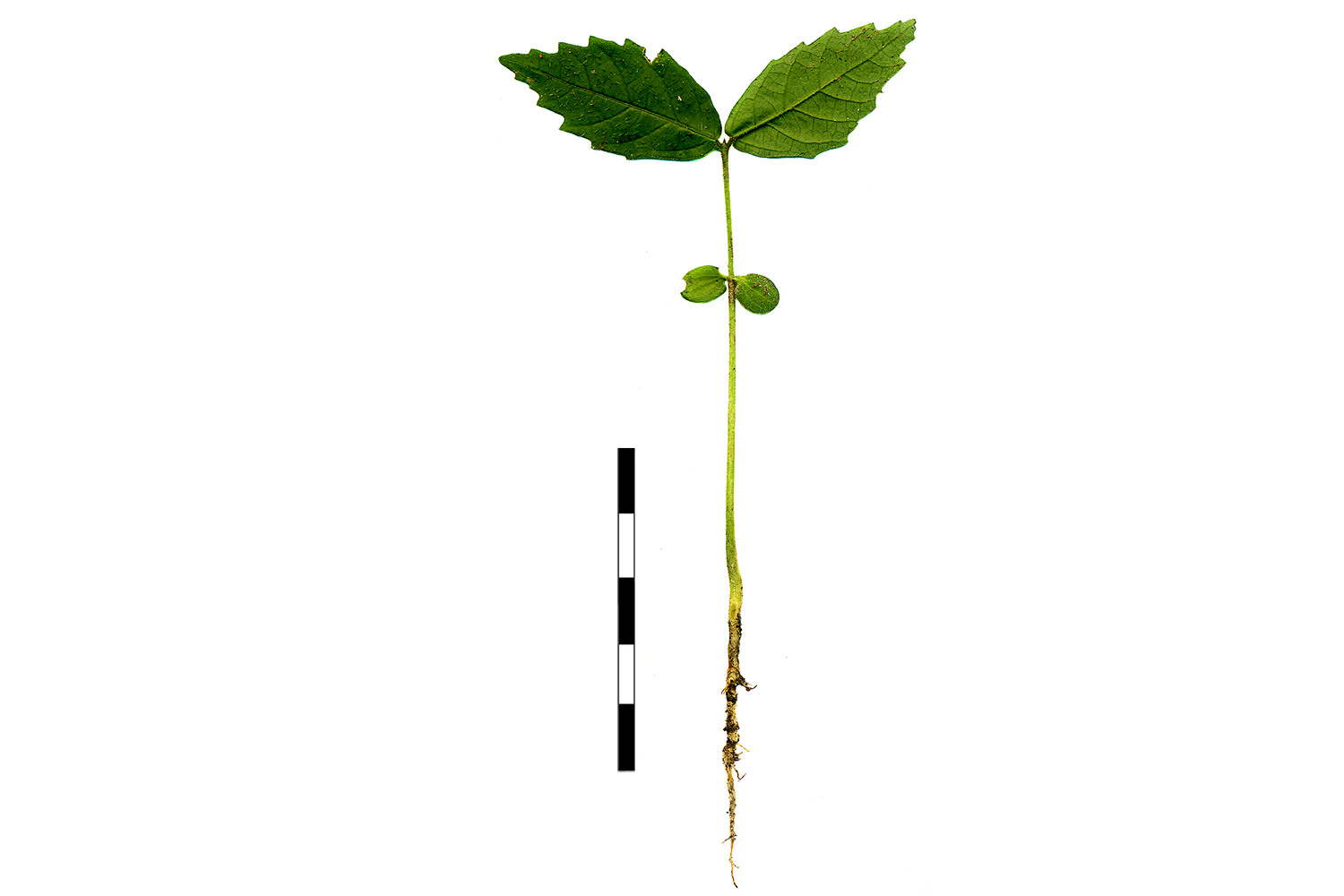 Árboles de Yasuní - Ecuador
