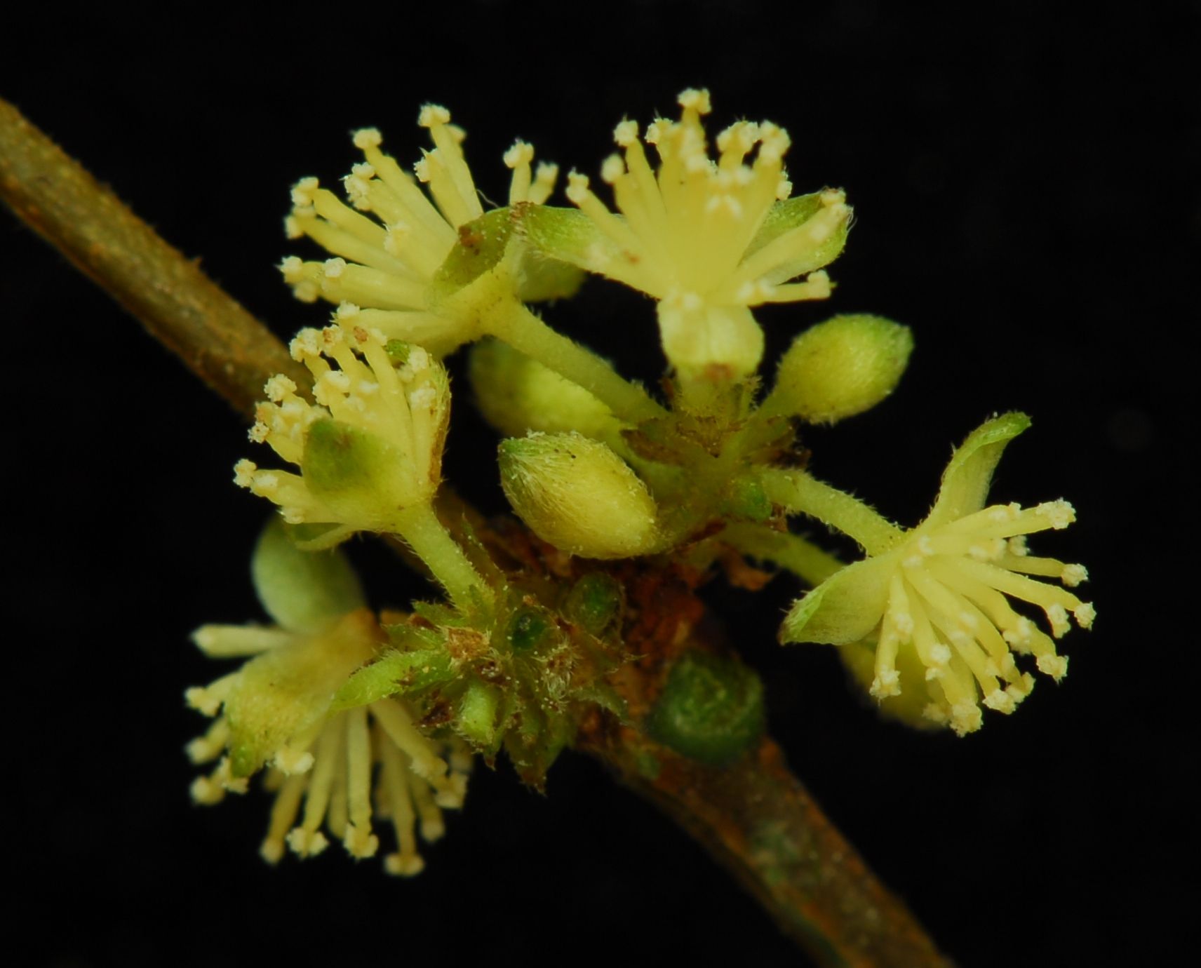 Árboles de Yasuní - Ecuador