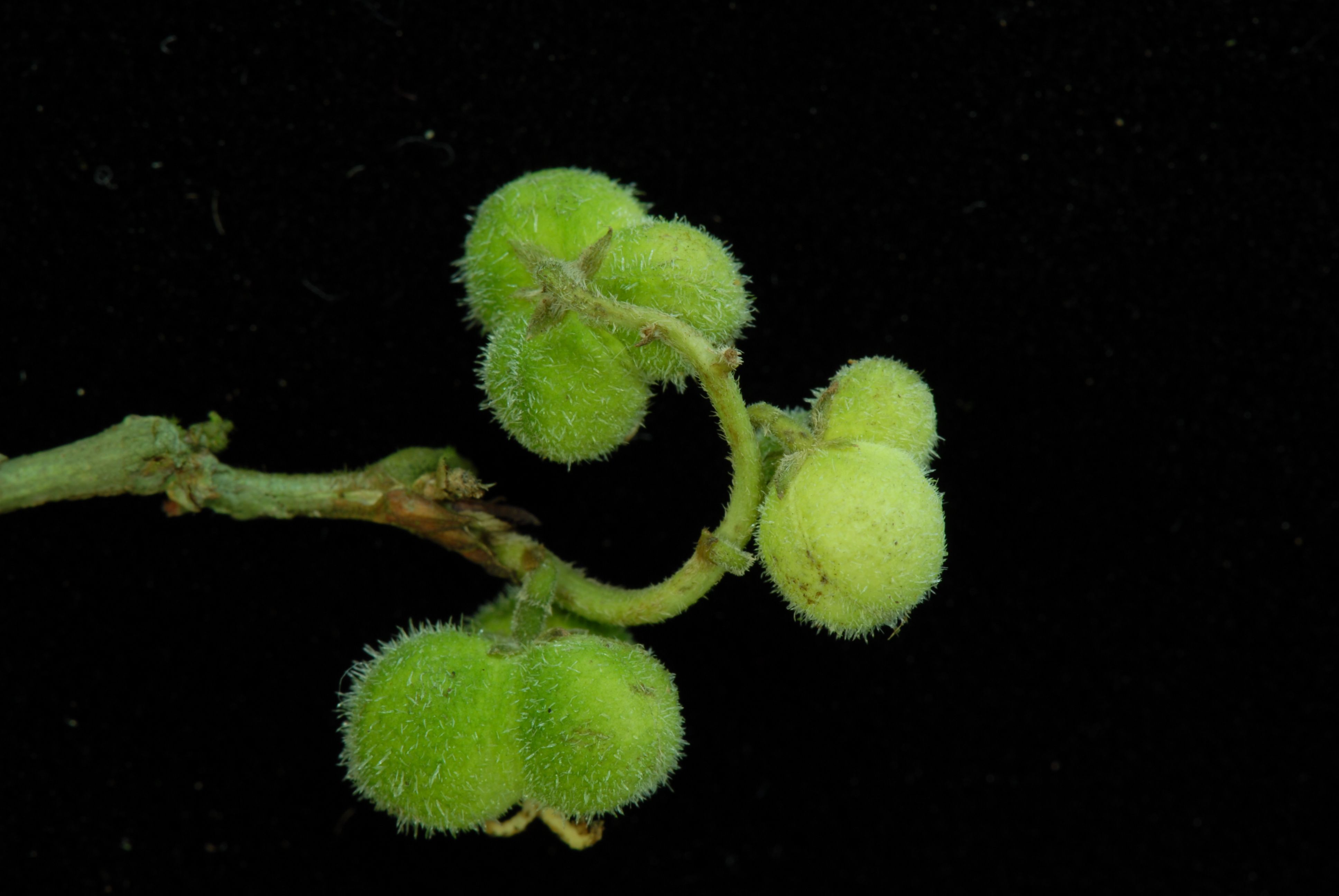 Árboles de Yasuní - Ecuador