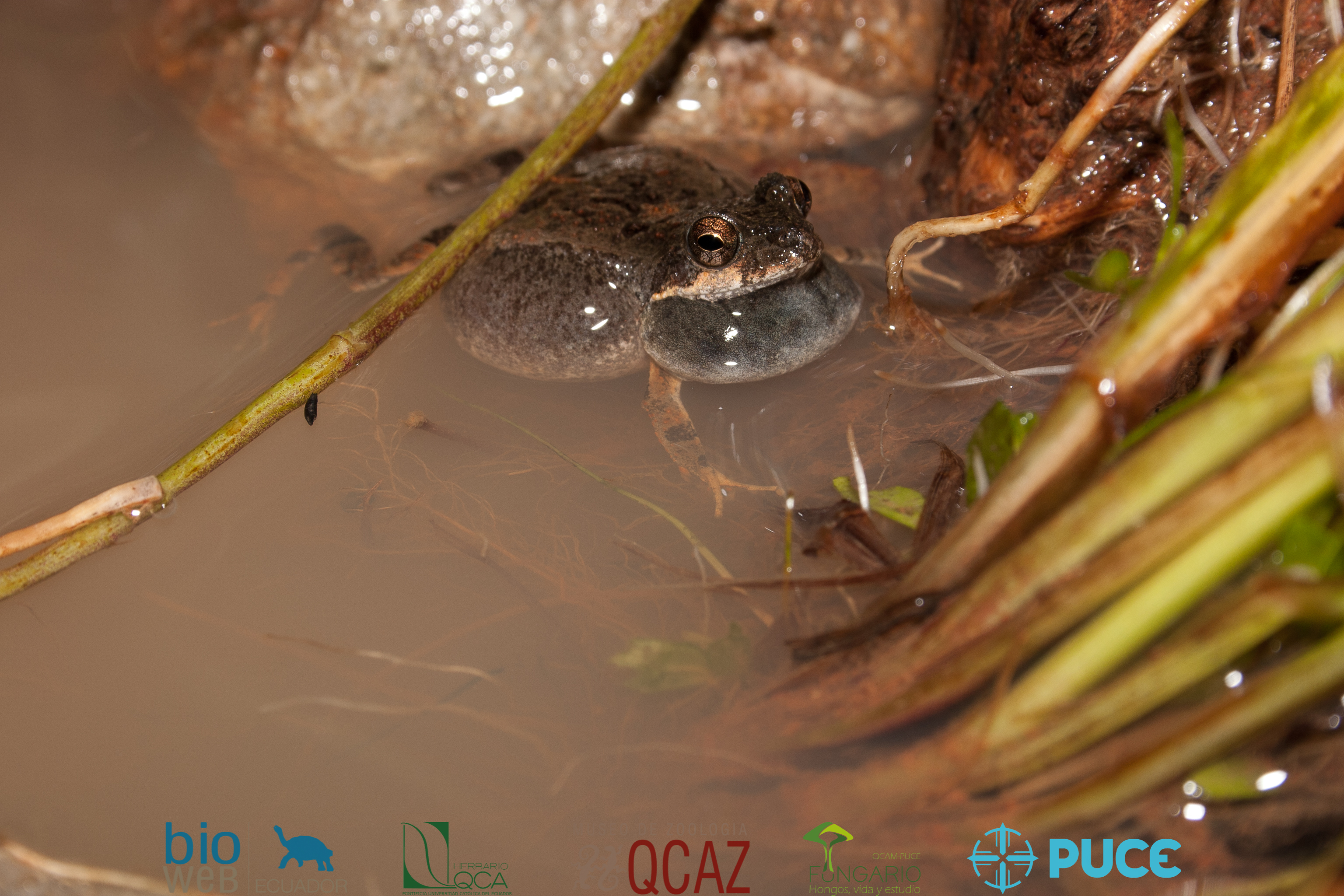 Galería Bioweb Ecuador