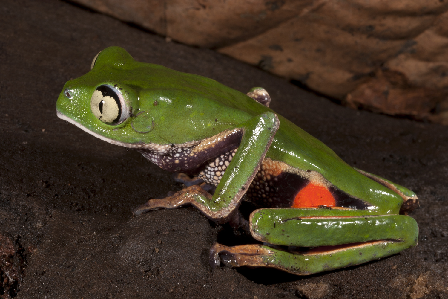 Galería Bioweb Ecuador