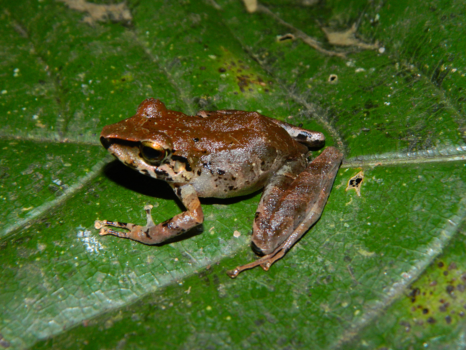 Primemantes Insect Galería Bioweb Ecuador