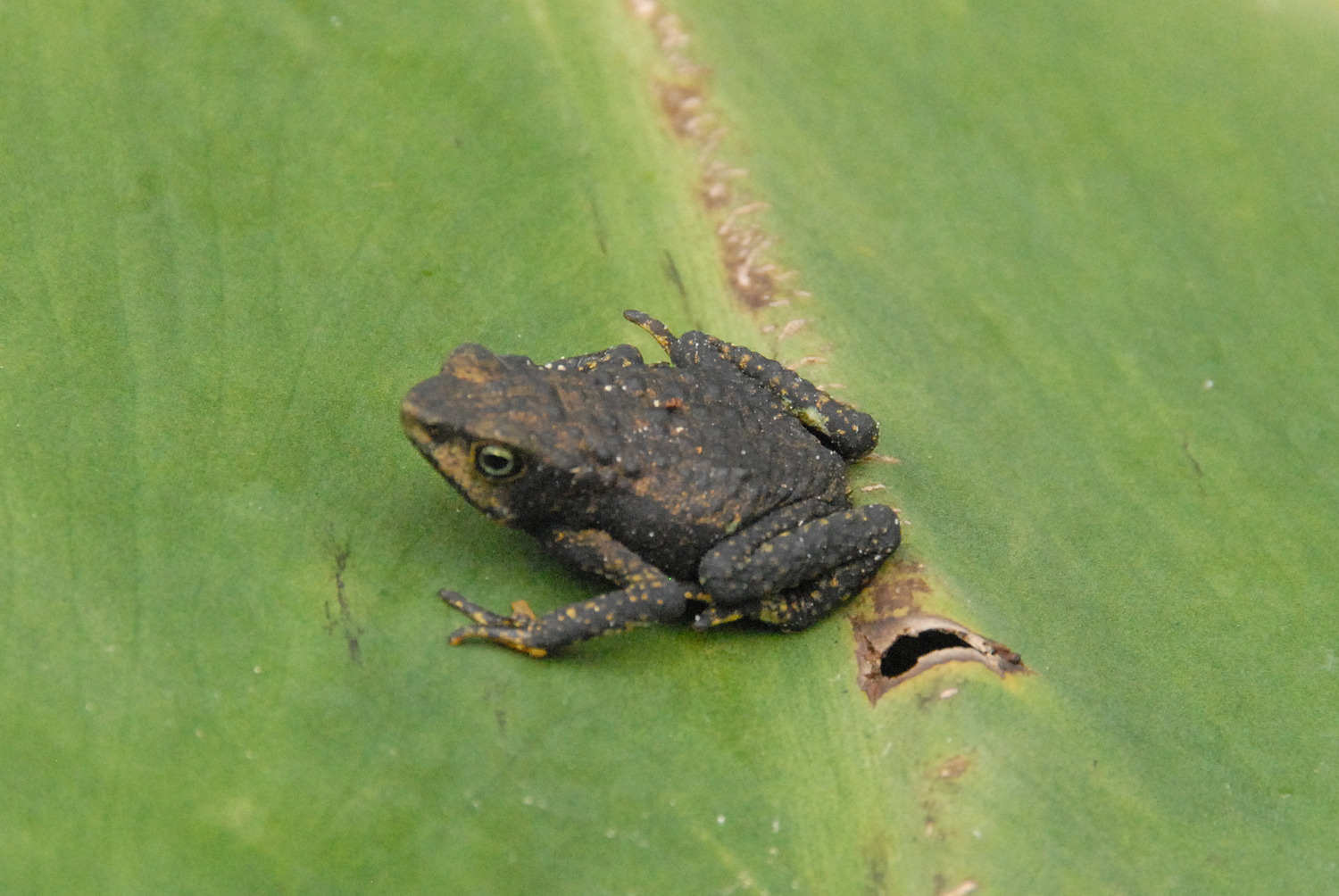 Galería Bioweb Ecuador