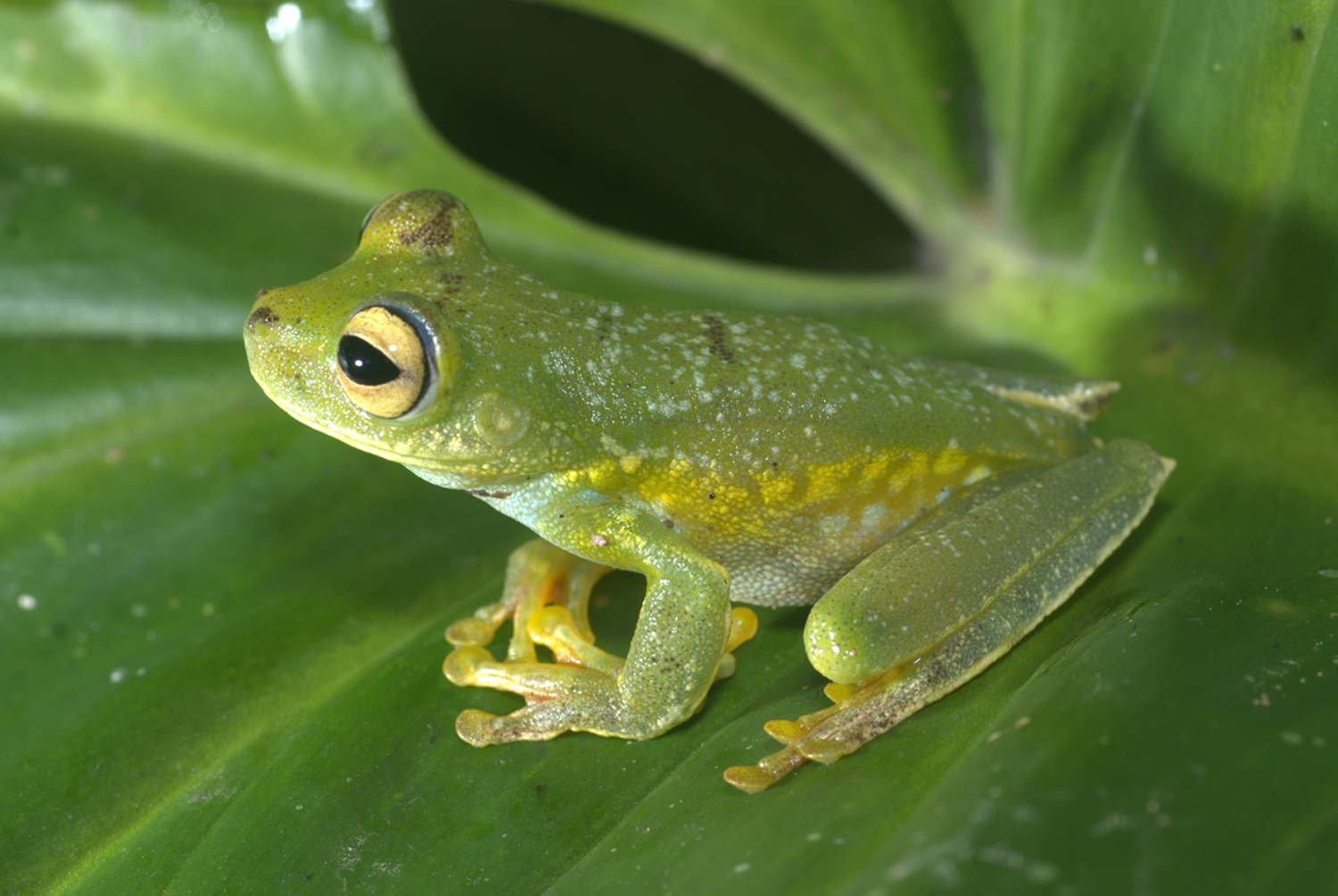 Galería Bioweb Ecuador