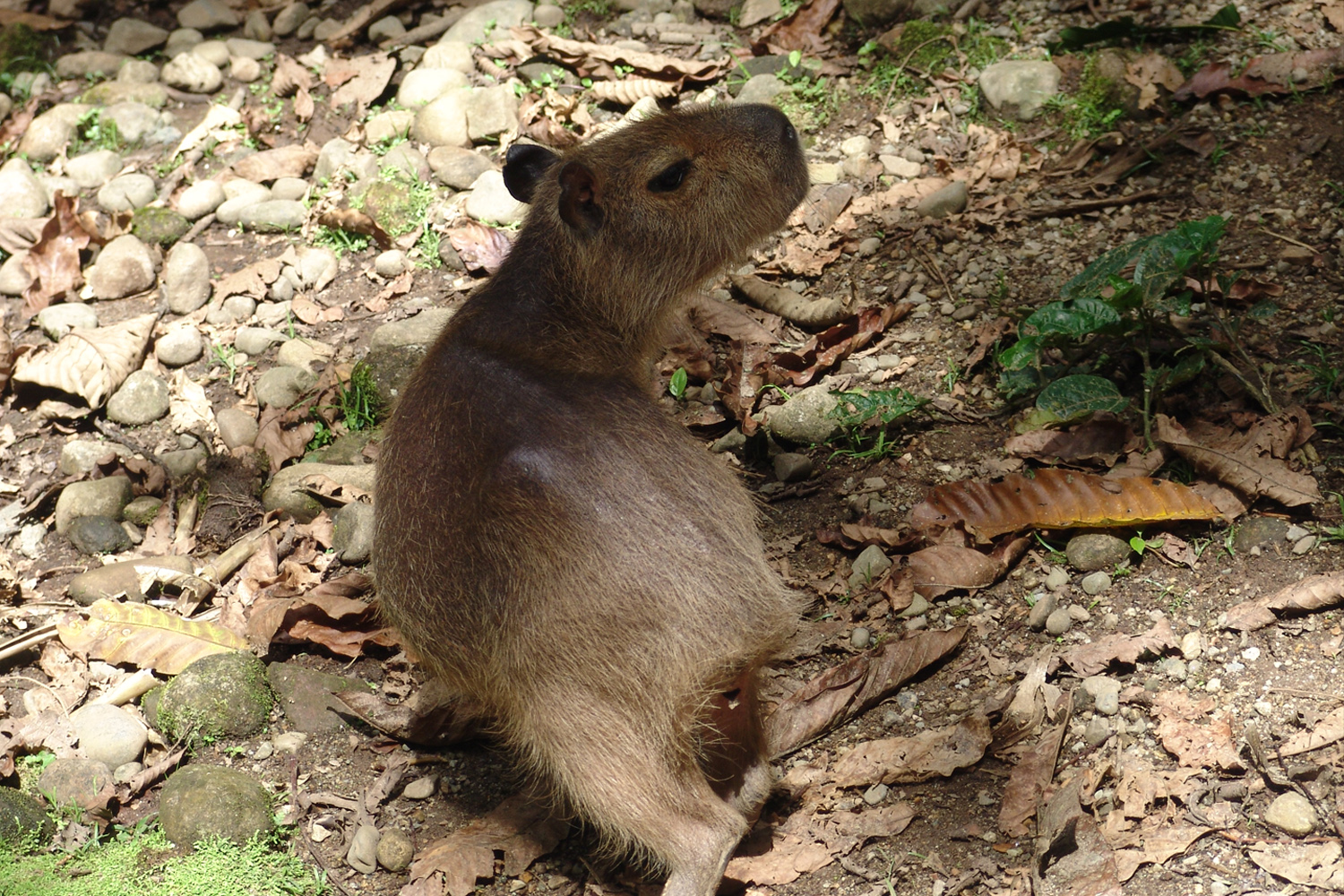 Galería Bioweb Ecuador