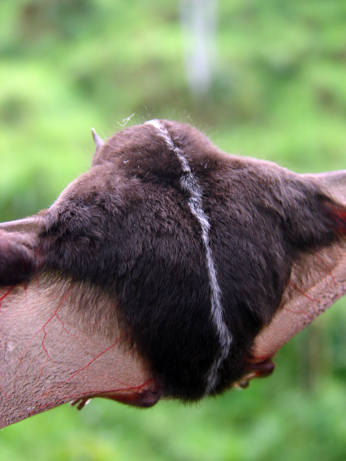 Mamíferos del Ecuador