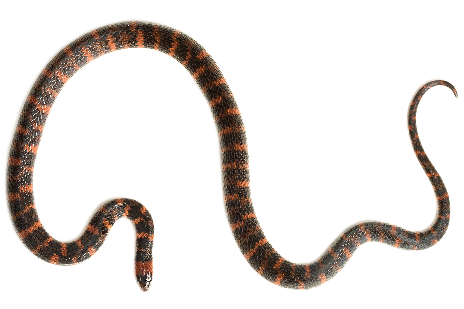 Galería Bioweb Ecuador