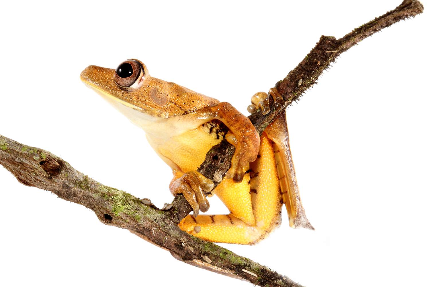 Galería Bioweb Ecuador
