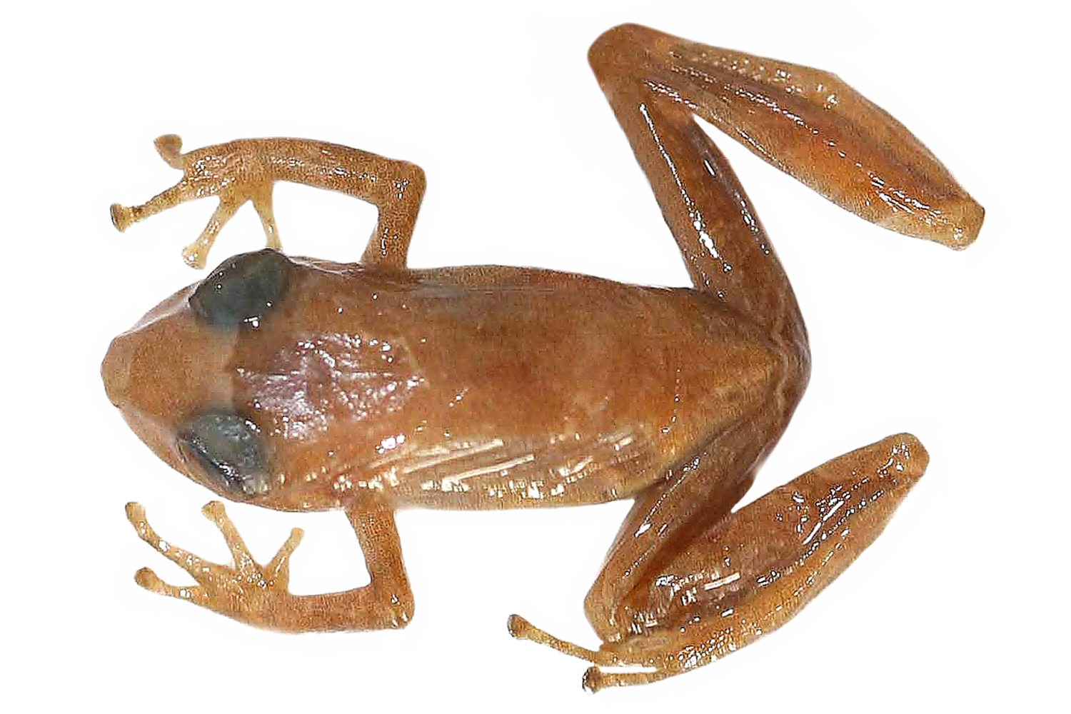 Pristimantis apiculatus