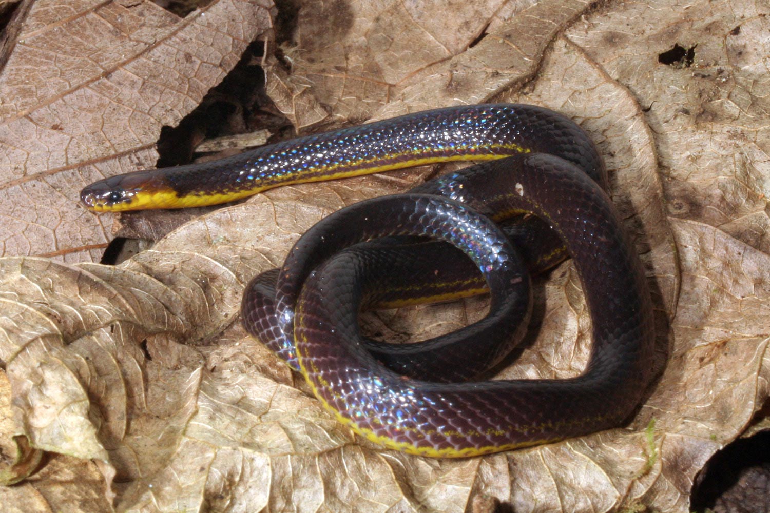 Reptiles del Ecuador