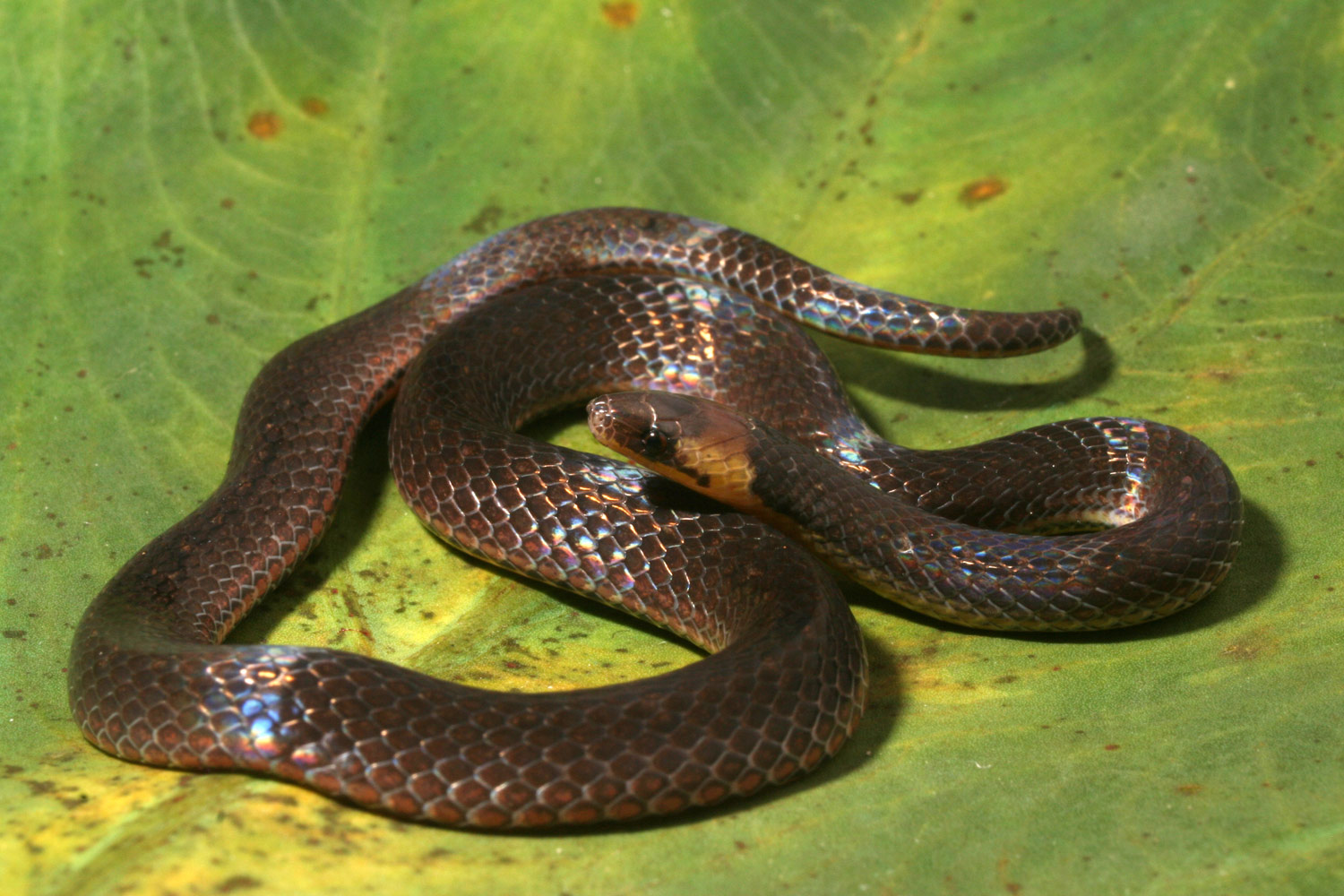 Reptiles del Ecuador