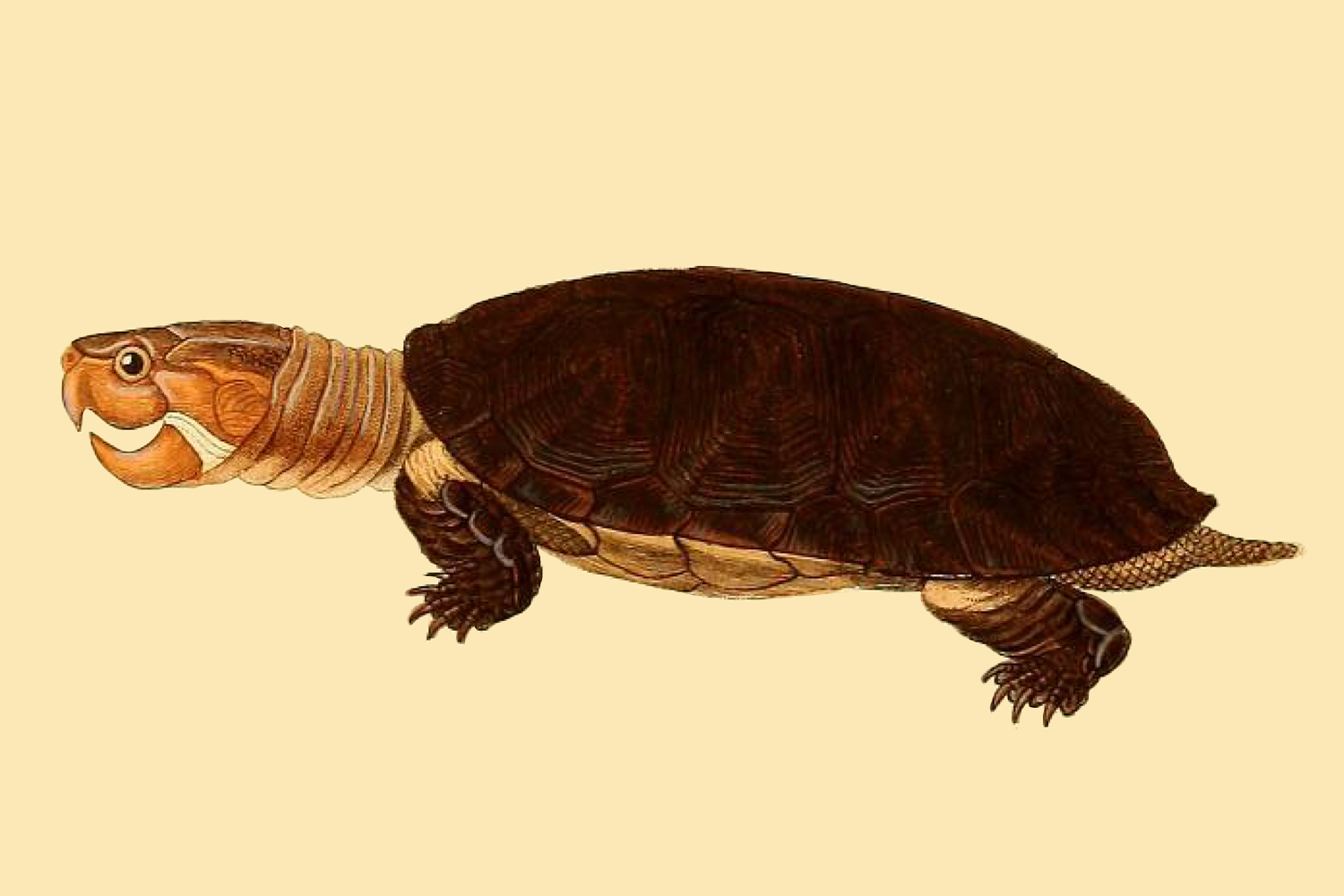 Galería Bioweb Ecuador