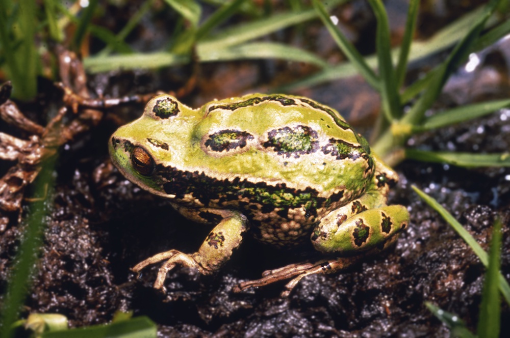 Galería Bioweb Ecuador