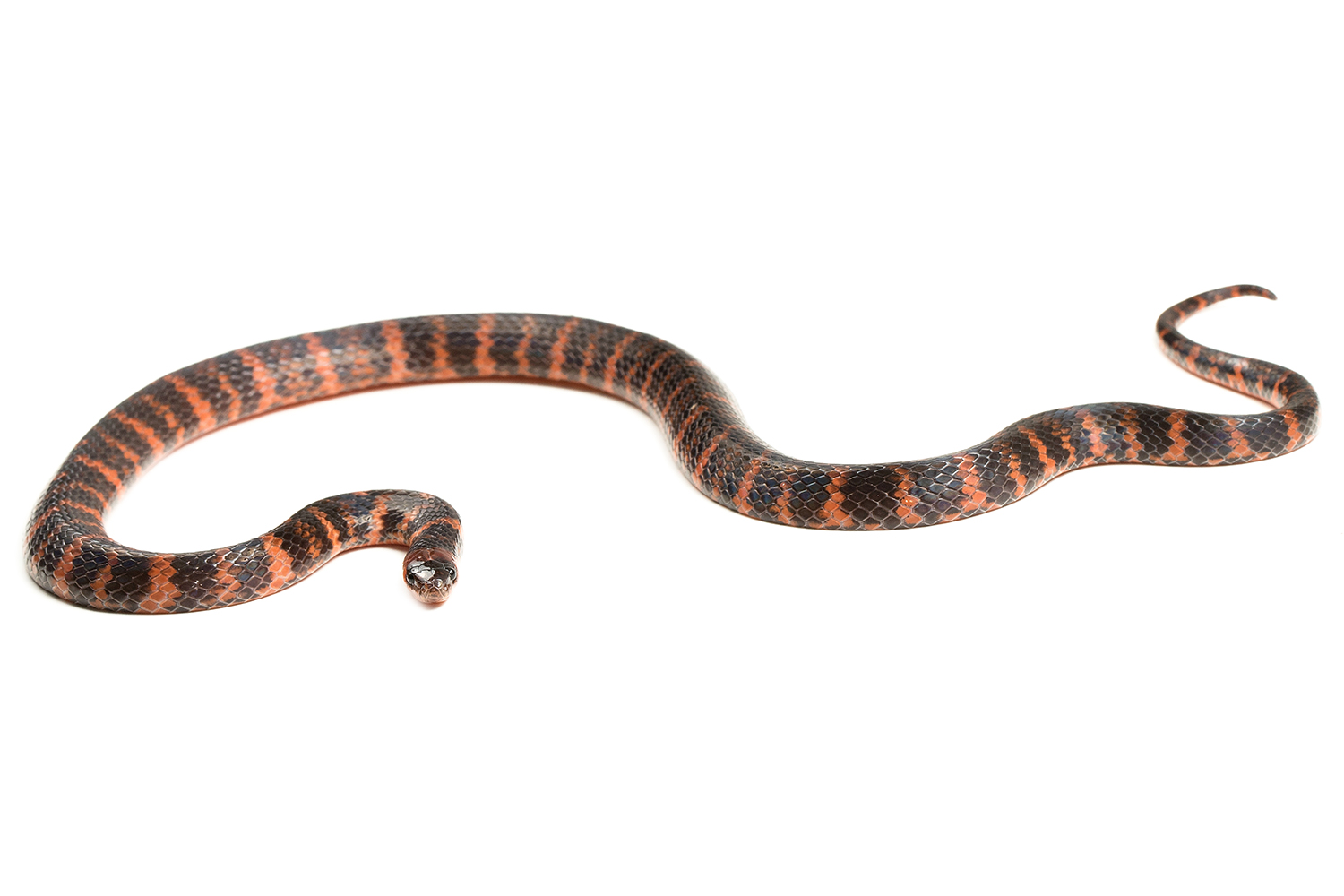 Reptiles del Ecuador